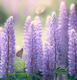 LUPINUS perennis (Perennial Lupine)