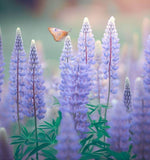 LUPINUS perennis (Perennial Lupine)