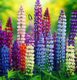 LUPINUS polyphyllus (Bigleaf Lupine)