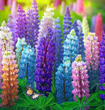 LUPINUS polyphyllus (Russell Lupine)