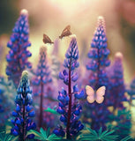 LUPINUS succulentus (Arroyo Lupine)
