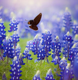 LUPINUS texensis (Texas Bluebonnet)