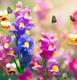 Linaria maroccana 'Fairy Bouquet'  (Spurred Snapdragon, Dwarf Mixed, Fairy Bouquet)