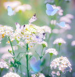 Lobularia Maritima, Alyssum Maritimum (Sweet Alyssum, Tall White)