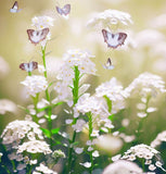 Lobularia Maritima, Alyssum Maritimum (Sweet Alyssum, Tall White)