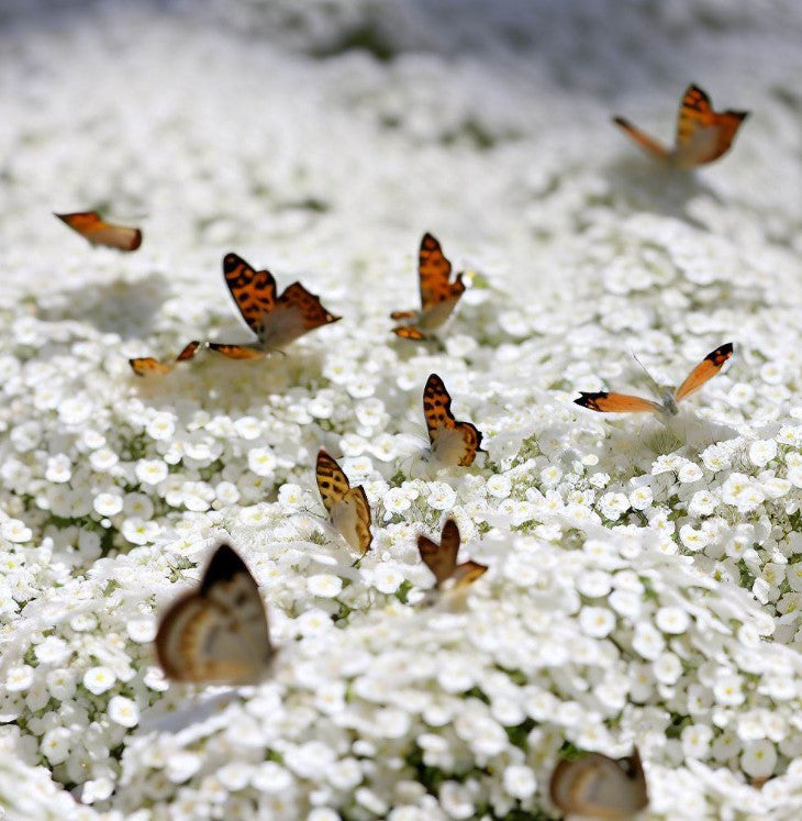 Lobularia Maritima 'Carpet of Snow' (Sweet Alyssum, Dwarf White - Carpet of Snow)