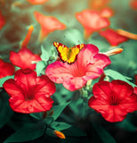 MIRABILIS jalapa (Four O'Clock, Red)