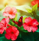 MIRABILIS jalapa (Four O'Clock, Red)