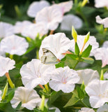 MIRABILIS jalapa (Four O'Clock, White)