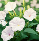 MIRABILIS jalapa (Four O'Clock, White)