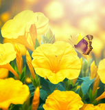 MIRABILIS jalapa (Four O'Clock, Yellow)