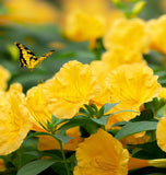 MIRABILIS jalapa (Four O'Clock, Yellow)