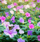 MIRABILIS multiflora (Four O'Clock, Wild)