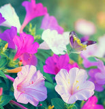 MIRABILIS multiflora (Four O'Clock, Wild)