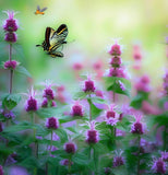 MONARDA citriodora (Lemon Mint)