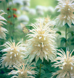 MONARDA punctata (Spotted Beebalm)