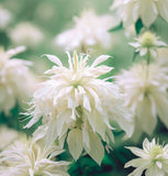 MONARDA punctata (Spotted Beebalm)