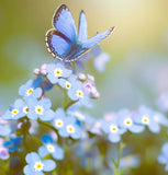 Myosotis sylvatica (Forget-Me-Not, French Forget Me Not)