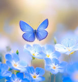 Nemophila menziesii (Baby Blue Eyes)