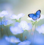 Nemophila menziesii (Baby Blue Eyes)