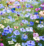 Nigella damascena 'Miss Jekyll' (Love-in-a-Mist)