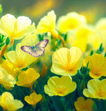 OENOTHERA missouriensis (Dwarf Evening Primrose)