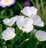 OENOTHERA pallida (Pale Evening Primrose)