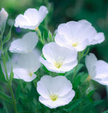 OENOTHERA pallida (Pale Evening Primrose)