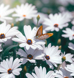 OSTEOSPERMUM eklonis (Cape Daisy, White)