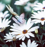 OSTEOSPERMUM eklonis (Cape Daisy, White)