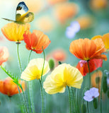 PAPAVER nudicaule (Iceland Poppy)