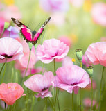 PAPAVER rhoeas (Corn Poppy, Single Mixed)