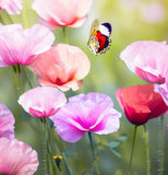 PAPAVER rhoeas (Corn Poppy, Single Mixed)