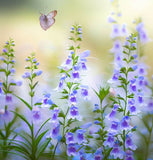 PENSTEMON angustifolius (Narrow-Leaved Beardtongue)