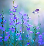 PENSTEMON angustifolius (Narrow-Leaved Beardtongue)