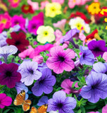 PETUNIA nana compacta (Petunia, Dwarf Mixed)