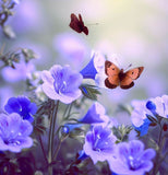 PHACELIA campanularia (California Bluebell)