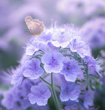 PHACELIA tanacetifolia (Lacy Phacelia)