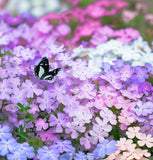 PHLOX drummondii (Annual Phlox, Mixed)