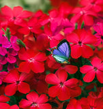 PHLOX drummondii (Annual Phlox, Red)