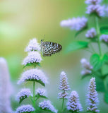 PYCNANTHEMUM tenuifolium (Mountain Mint, Slender)