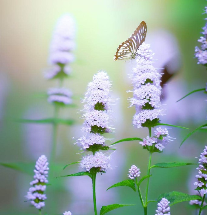 1000 Slender Mountain Mint Flower Seeds - Pycnanthemum Tenuifolium - Perennial, Non-GMO