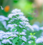 PYCNANTHEMUM virginianum (Mountain Mint, Virginia)