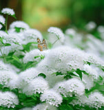 PYCNANTHEMUM virginianum (Mountain Mint, Virginia)