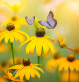 RATIBIDA pinnata (Grey-Headed Coneflower)