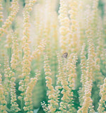 RESEDA odorata (Sweet Mignonette)