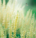 RESEDA odorata (Sweet Mignonette)