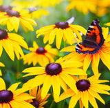 RUDBECKIA hirta (Black-Eyed Susan)