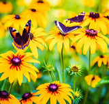 RUDBECKIA hirta (Black-Eyed Susan)