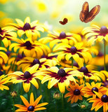 RUDBECKIA triloba (Brown-Eyed Susan)